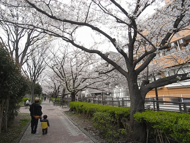 マンション～武蔵小杉駅の間の緑道は桜の名所で有名。